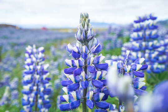 A field of blooming purple and white lupine flowers in full bloom under a soft sky,Iceland
