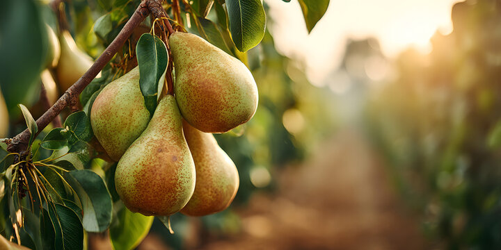 Ripe pears hanging from tree branch in orchard isolated on a transparent background
