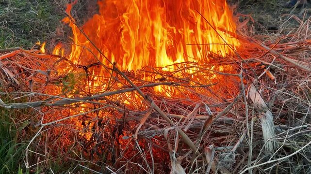Large Bonfire Burning Dry Grass And Branches In The Field