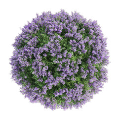 Obraz premium PNG Lavender bush top view