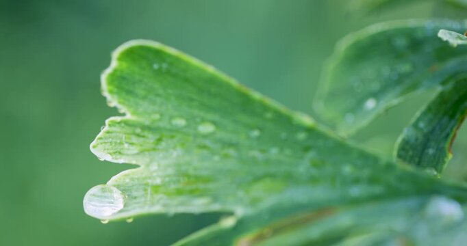 Water droplet shining on a green ginkgo biloba leaf