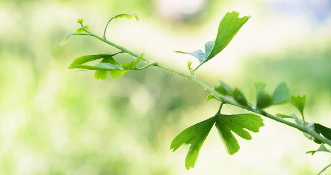 Fresh ginkgo biloba leaf blowing in the wind