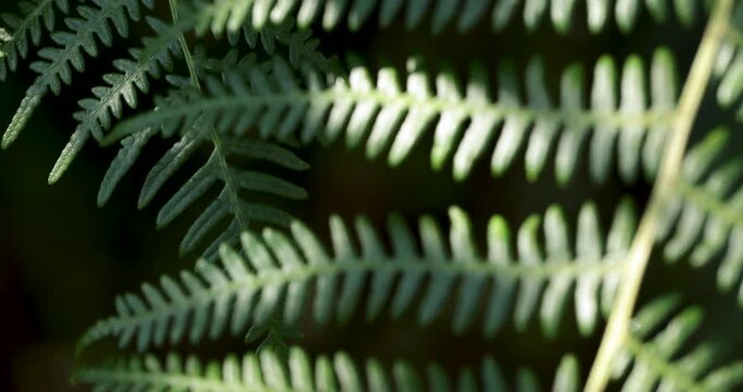 Close up of green fern leaves with beautiful sunlight