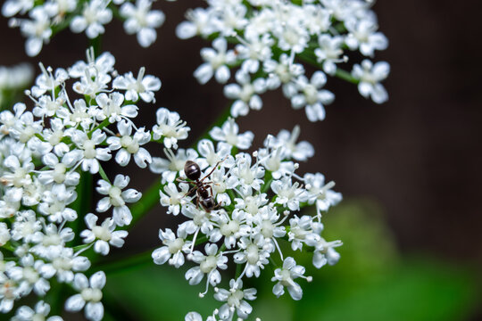 Small black ant crawling on blooming white umbellifer flowers