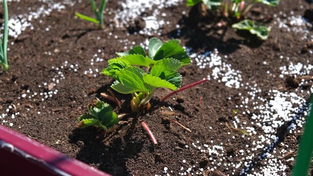 White fertilizer mineral granules scattered around young green strawberry seedlings. Rich topsoil, sunny outdoor. Soil infused fertilizers supports plant development. Garden area, fertilized plants
