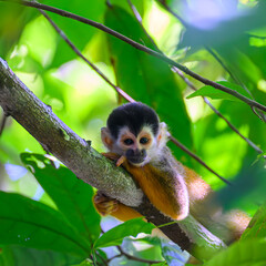 Obraz premium Closeup of a Central American Squirrel Monkey (Saimiri oerstedii) lounging in a tree in Costa Rica.