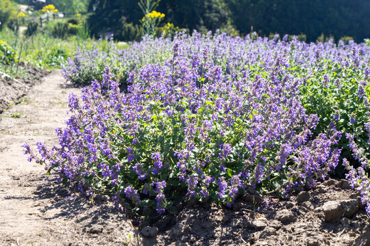 Catmint Nepeta Faassenii Bush With Purple Flowers In Sunny Summer Garden. Beautiful bush Blooming
