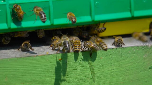 A detailed close-up shot of numerous honey bees crawling and swarming around the entrance of a green wooden beehive.