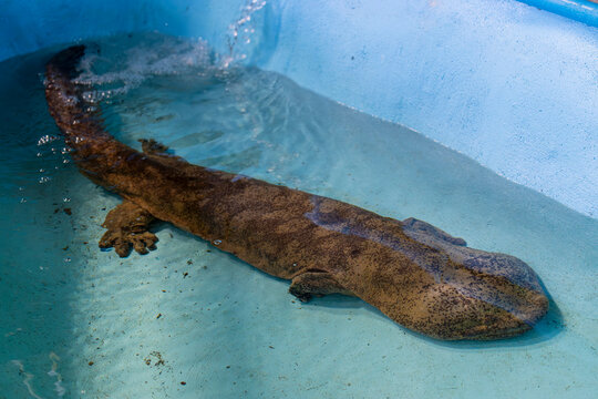 The Chinese giant salamander (Andrias davidianus) is one of the largest salamanders and one of the largest amphibians in the world.
It is fully aquatic and is endemic to  Yangtze river basin China.