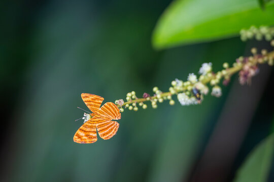 The common Maplet (Chersonesia risa) standing on a leaf, this orange stripped butterfly is living in Pang Sida National Park, Sa Kaeo Province, Thailand