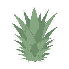Fototapeta premium Minimalist Green Pineapple Leaf Crown Graphic Element for Tropical Fruit Designs