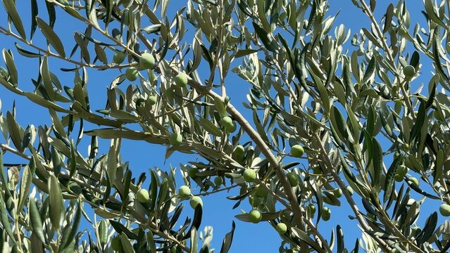 Olive tree branches with green leaves and small olives against clear blue sky, sunlit Mediterranean nature background, calm outdoor agriculture and harvest season mood