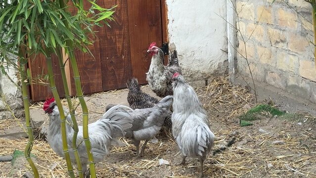 Backyard chickens and roosters gather on straw near a rustic stone wall and wooden door, natural farmyard scene, calm rural mood