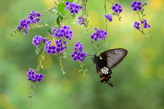 Common rose butterfly (Pachliopta aristolochiae asteris) sucking nectar from flowers during rainy season in Sa Kaeo Province, Thailand