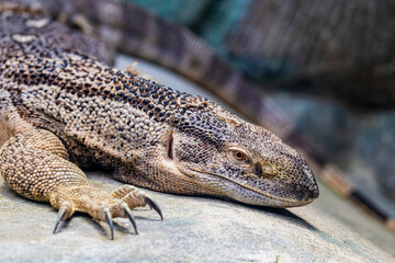 Fototapeta premium A Rock Monitor (Varanus albigularis) resting on the ground in a natural African habitat.