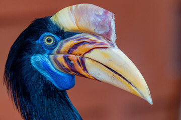 The closeup image of female The knobbed hornbill (Rhyticeros cassidix). It is a colourful hornbill native to Indonesia. The faunal symbol of South Sulawesi province. © Danny Ye