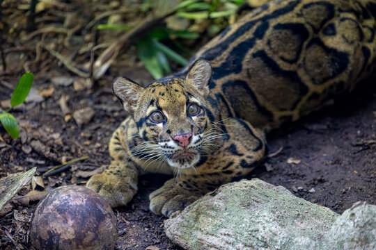 A clouded leopard Neofelis nebulosa rests quietly, displaying its distinctive cloud-shaped markings, powerful build, and long tail.