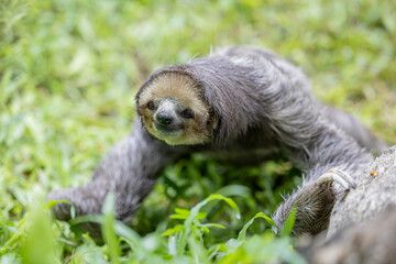Fototapeta premium A Pale throated Sloth (Bradypus tridactylus) clings to a tree branch, displaying its shaggy fur and slow, deliberate movements.