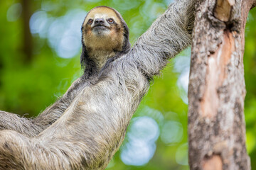 Fototapeta premium A Pale throated Sloth (Bradypus tridactylus) clings to a tree branch, displaying its shaggy fur and slow, deliberate movements.