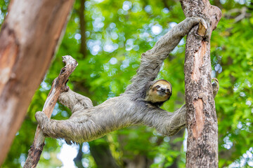 Fototapeta premium A Pale throated Sloth (Bradypus tridactylus) clings to a tree branch, displaying its shaggy fur and slow, deliberate movements.