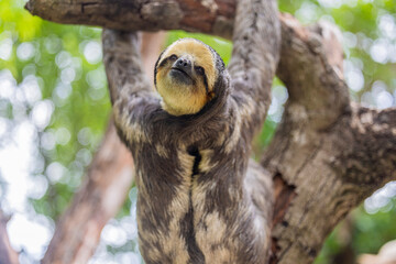 A Pale throated Sloth (Bradypus tridactylus) clings to a tree branch, displaying its shaggy fur and slow, deliberate movements. © Danny Ye