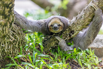 Fototapeta premium A Pale throated Sloth (Bradypus tridactylus) clings to a tree branch, displaying its shaggy fur and slow, deliberate movements.