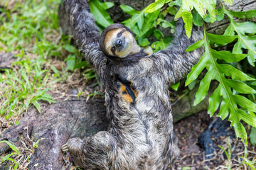 Fototapeta premium A Pale throated Sloth (Bradypus tridactylus) clings to a tree branch, displaying its shaggy fur and slow, deliberate movements.