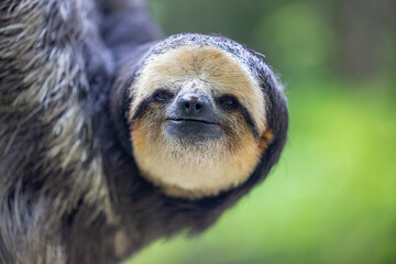 Fototapeta premium A Pale throated Sloth (Bradypus tridactylus) clings to a tree branch, displaying its shaggy fur and slow, deliberate movements.