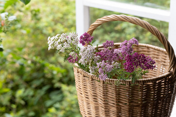  yarrow in basket on window © Alusha