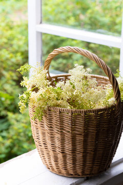 meadowsweet in a basket on window
