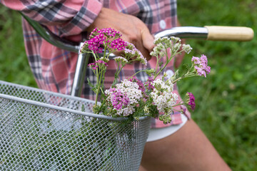 Achillea or yarrow in basket of bicycle © Alusha