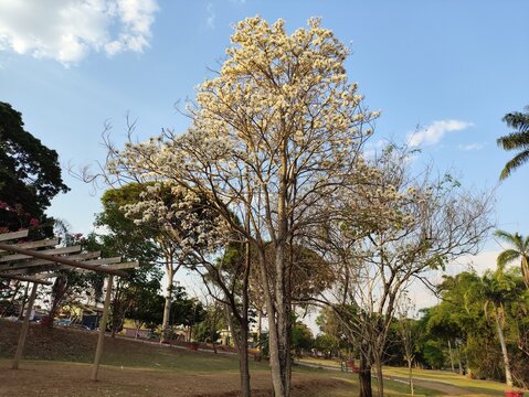 Goi&acirc;nia &eacute; a moderna capital do estado de Goi&aacute;s, no Brasil. Fundada em 1933, &eacute; mundialmente famosa como a "Capital Verde"