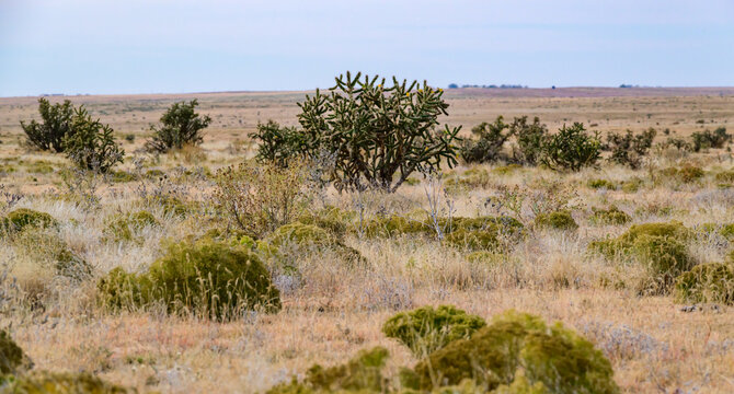 The cactus shown is consistent with Cylindropuntia imbricata (tree cholla, cane cholla)