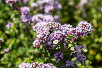 Obraz premium Close up of furry bumblebee on purple oregano next to wild daisy
