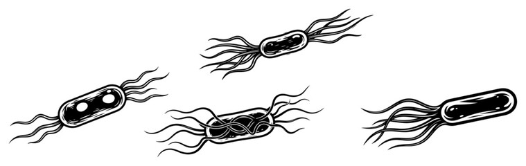 Obraz premium Bacteria and microbes with flagella in vintage woodcut engraving style