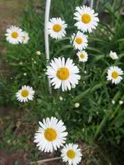 Fototapeta premium daisies in the grass