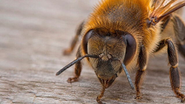 bee on the ground