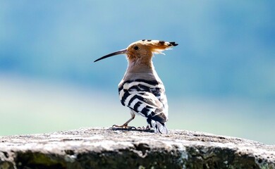 The Eurasian hoopoe, native to Europe, Asia and Africa. © Kevin