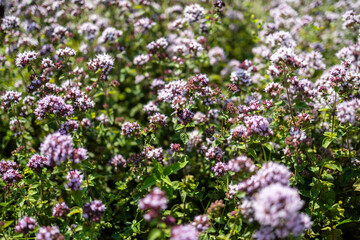 Obraz premium Wild purple oregano flowers field background with small bumblebee in summer
