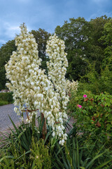 Kerzen-Palmlilie (Yucca gloriosa), viele hohe starke Blumenstängel von blühenden Yucca angebunden im Park © Winfried