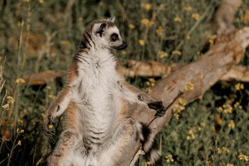 Fototapeta premium Ring-tailed lemur sunbathingstands on a branch in a natural setting. The lemur has distinctive black and white facial markings and a long striped tail