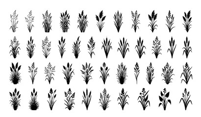 Black Grass and Cattail Silhouette Vector Set with Meadow Reed Botanical Plant Icons on White Background © Rikta