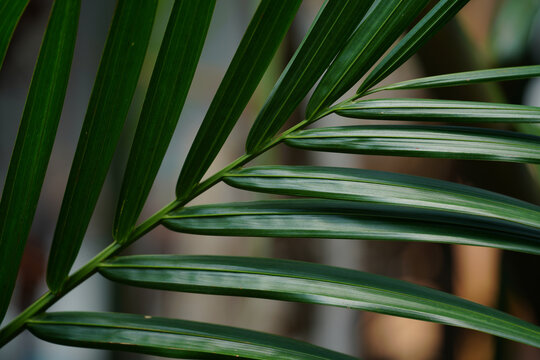 Dark moody green background with tropical palm leaf texture and dramatic light.