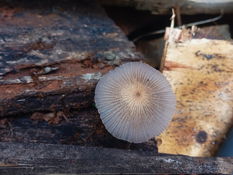 Close Up Macro Of Pleated Brown Mushroom Texture