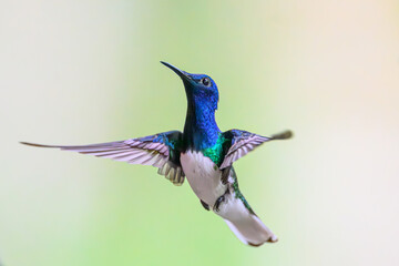 Obraz premium A White-necked Jacobin (Florisuga mellivora) hummingbird in flight in Panama.