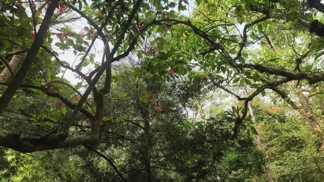 Low Angle View of Lush Forest Canopy with Green Leaves and Red Blossoms Under Clear Sky