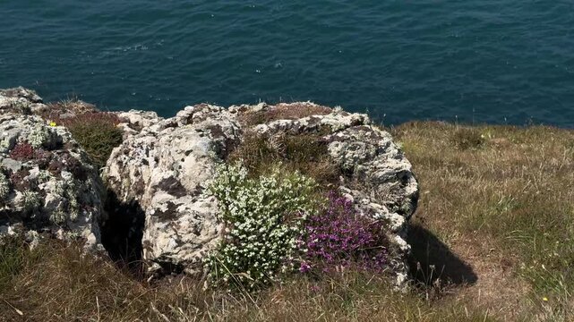 Wild grass swaying in foreground with coastal flowers growing on white rocks against a blue sea background.