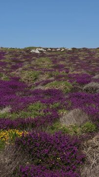Panning shot of wild purple heather blooming densely on a scenic green hillside.