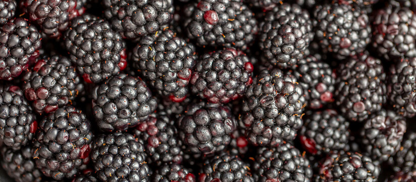 Blackberry berries. Fresh ripe blackberries as background, top view. Juicy ripe black berries in a heap. Texture of blackberries close-up.