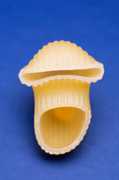 Lumaconi or conchiglie pasta shell on blue background